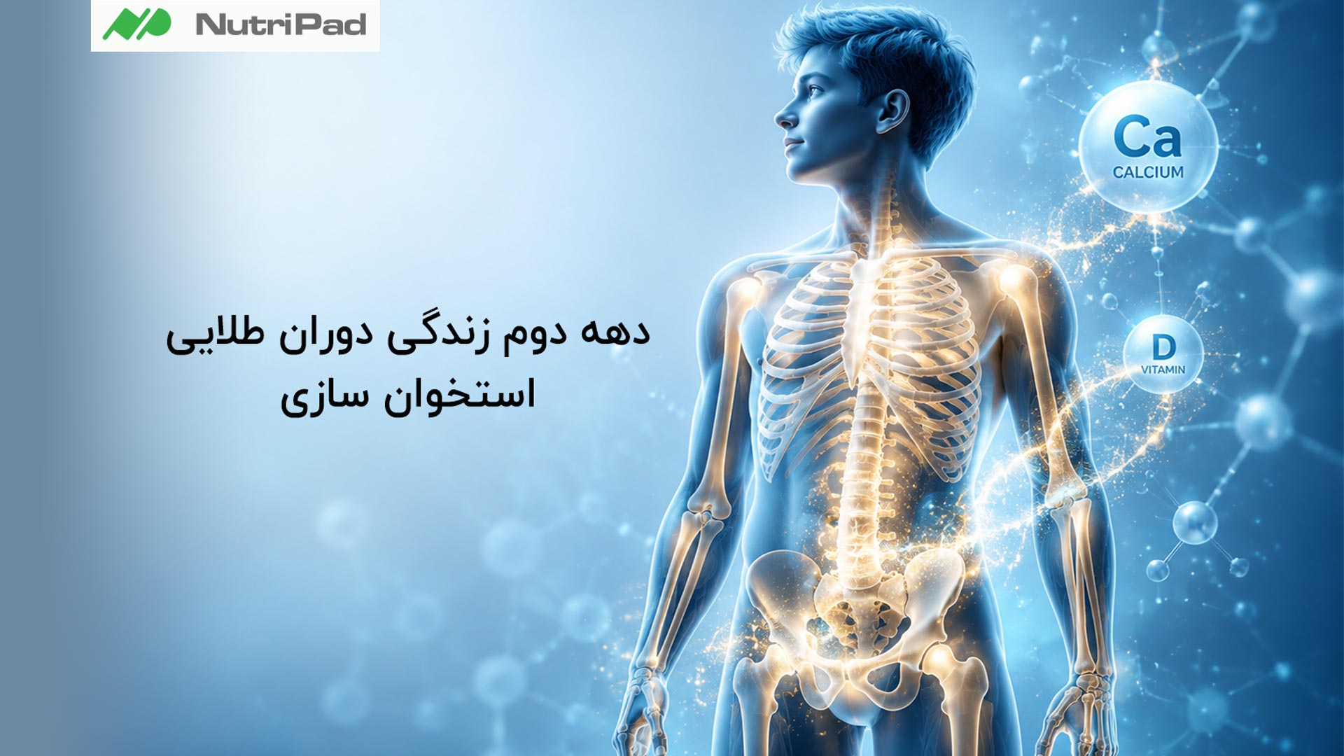 دوران طلایی استخوانسازی بیشتر در کودکی و نوجوانی تا اوایل دهه ۲۰ زندگی است. بیشترین سرعت ساخت و افزایش تراکم استخوان معمولاً در سنین بلوغ (حدود ۱۰ تا ۱۸ سال) اتفاق میافتد. حداکثر توده استخوانی بدن معمولاً تا حدود ۲۵ تا ۳۰ سالگی شکل میگیرد و بعد از آن بیشتر مرحله حفظ استخوان است. دوران طلایی استخوان سازی در زندگی چه تایمی است؟